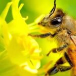 Giải mã giấc mơ bị ong đốt: Ý nghĩa và điềm báo chi tiết nhất