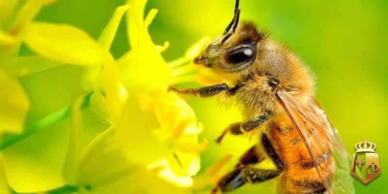 giai ma giac mo bi ong dot y nghia va diem bao chi tiet nhat 6 - Giải mã giấc mơ bị ong đốt: Ý nghĩa và điềm báo chi tiết nhất