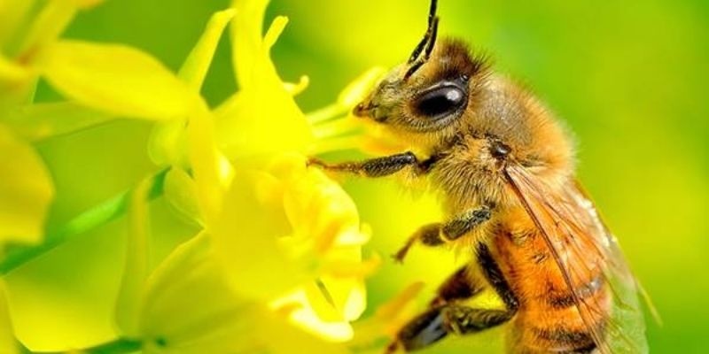 Giải mã giấc mơ bị ong đốt: Ý nghĩa và điềm báo chi tiết nhất
