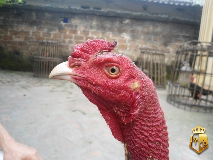 xem tuong ga choi nghe thuat chon ga da chuan xac tu cao thu 11 - Xem tướng gà chọi: Nghệ thuật chọn gà đá chuẩn xác từ cao thủ