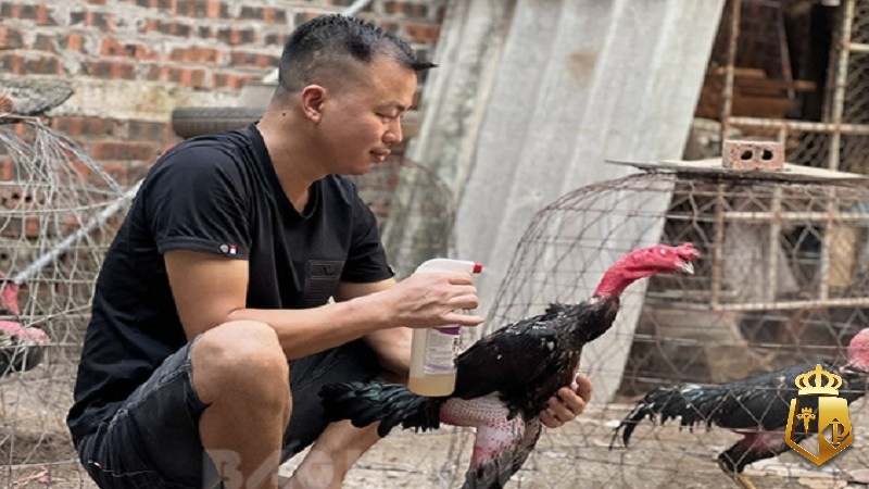 xem tuong ga choi nghe thuat chon ga da chuan xac tu cao thu 21 - Xem tướng gà chọi: Nghệ thuật chọn gà đá chuẩn xác từ cao thủ