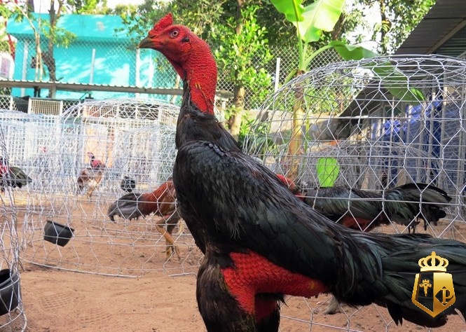 xem tuong ga choi nghe thuat chon ga da chuan xac tu cao thu 51 - Xem tướng gà chọi: Nghệ thuật chọn gà đá chuẩn xác từ cao thủ