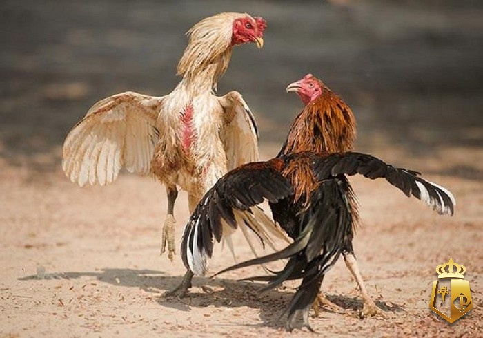 cach chon ga tre da chuan nhat cho nguoi moi tu chuyen gia 6 - Cách chọn gà tre đá chuẩn nhất cho người mới từ chuyên gia