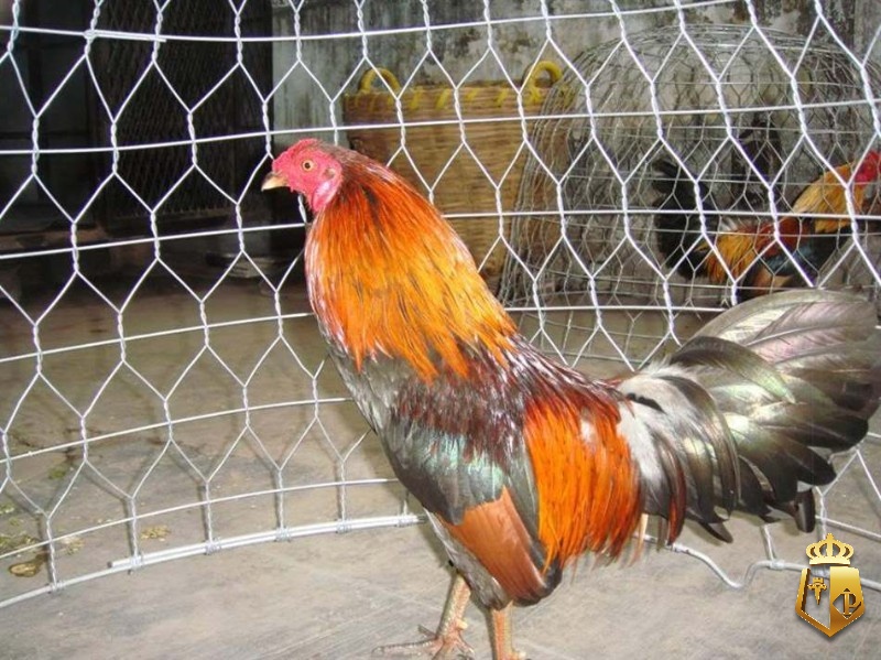 cach chon ga tre da chuan nhat cho nguoi moi tu chuyen gia 62 - Cách chọn gà tre đá chuẩn nhất cho người mới từ chuyên gia