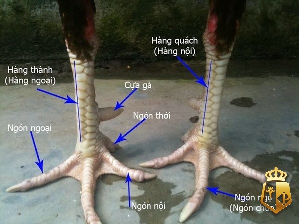 cach chon ga tre da chuan nhat cho nguoi moi tu chuyen gia 65 - Cách chọn gà tre đá chuẩn nhất cho người mới từ chuyên gia