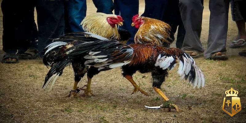 da ga cua dao huong dan quy tac den ky thuat chon ga chien 41 - Đá gà cựa dao: Hướng dẫn quy tắc đến kỹ thuật chọn gà chiến