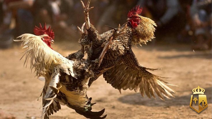 da ga cua dao huong dan quy tac den ky thuat chon ga chien 42 - Đá gà cựa dao: Hướng dẫn quy tắc đến kỹ thuật chọn gà chiến