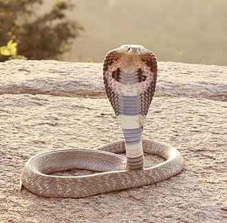 Giải mã giấc mơ rắn? Mơ thấy rắn đánh số nào may mắn?