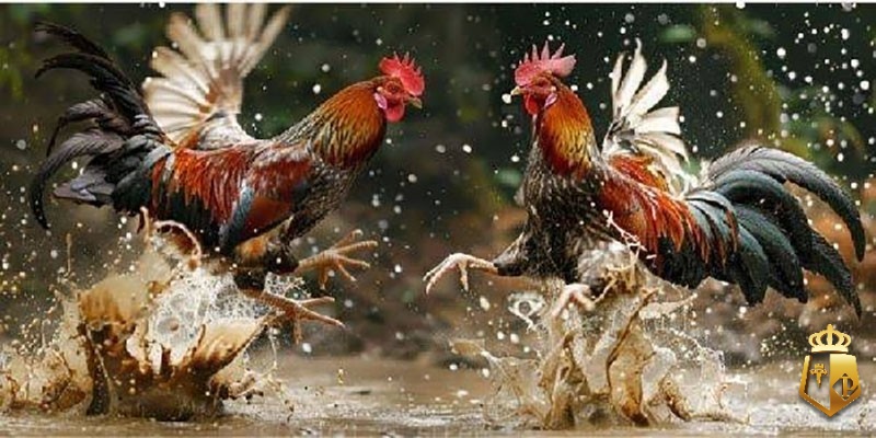 Luật đá gà miền Nam: Quy định & cách tính thắng thua luat da ga mien nam quy dinh cach tinh thang thua 1 - Luật đá gà miền Nam: Quy định & cách tính thắng thua