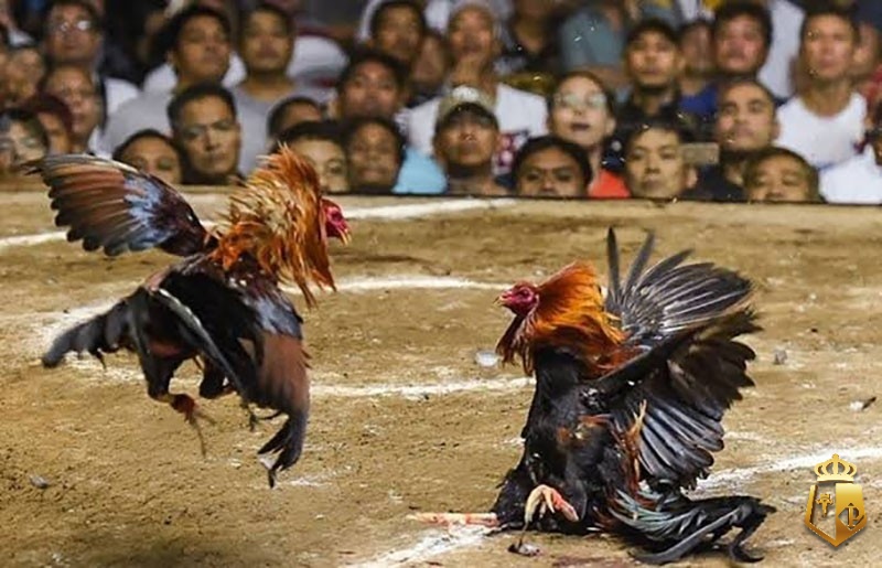 Luật đá gà miền Nam: Quy định & cách tính thắng thua luat da ga mien nam quy dinh cach tinh thang thua 3 - Luật đá gà miền Nam: Quy định & cách tính thắng thua